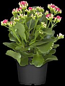 Kalanchoe blossfeldiana