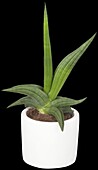 Sanseveria