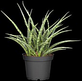 Sansevieria 'Fernwood Punk'.