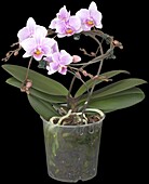 Phalaenopsis 'Buenos Aires