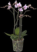 Phalaenopsis hybrid