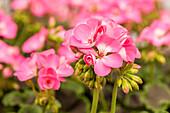 Pelargonium zonale pac® Chocolate 'Pink'