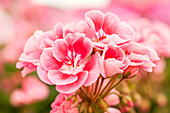 Pelargonium zonale pac® 'Spanish Wine® Rosé'