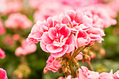 Pelargonium zonale pac® 'Spanish Wine® Rosé'