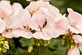 Pelargonium zonale pac® Dark line 'Alma'