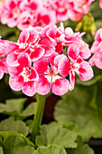 Pelargonium zonale pac® Flower Fairy® 'Rose'