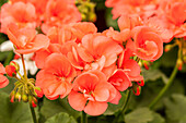 Pelargonium zonale pac® 'Stefanie'