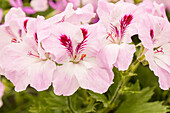 Pelargonium grandiflorum 'PAC® Aristo® Watercolour