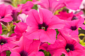 Petunia pac® Happytoonia® 'Purple'