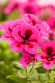 Pelargonium grandiflorum pac® Candy Flowers® 'Violet'