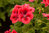 Pelargonium grandiflorum pac® Candy Flowers® 'Raspberry Red'