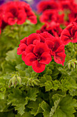 Pelargonium grandiflorum 'Candy Flowers® Bright Red'