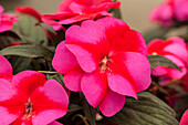 Impatiens Neu-Guinea Impacio® Magenta Star