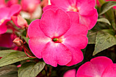 Impatiens Neu-Guinea Impacio® Neon Flash