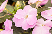 Impatiens New Guinea Impacio® Pink