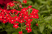 Verbena 'Vera Scarlet Eye'