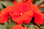 Impatiens New Guinea Impacio® Scarlet