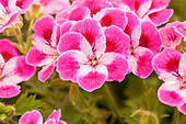 Pelargonium grandiflorum 'Pinkerbell'®