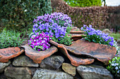 Dry stone wall with cushion phlox and bluebellflower