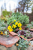 Bidens und Sempervivum