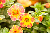 Calibrachoa 'Chameleon® Sunshine Berry