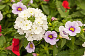 Calibrachoa 'Calitastic™ Ice Blue', Verbena