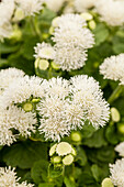 Ageratum 'BUMBLE® White'