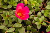 Portulaca 'Colorblast™ Plumberry'