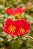 Portulaca 'Colorblast™ Grenadine'