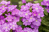 Verbena 'Estrella™ Upright Blueberry'