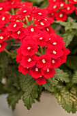 Verbena 'Estrella™ Merlot Impr.'