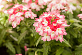 Verbena 'Hurricane™ Red'