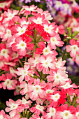 Verbena 'Hurricane™ Red'