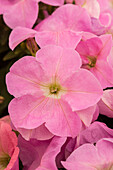 Petunia 'Bingo® Rose'