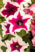 Petunia 'Bingo Purple Picotee'