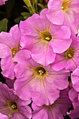 Petunia 'Bingo® Lilac'