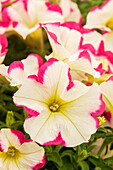 Petunia 'Bingo® Star Rose-White'