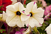 Petunia 'Perfectunia® Pink Sugar'