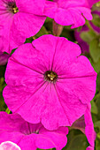 Petunia Bingo Purple