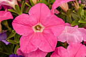 Petunia BINGO® 'Pink'