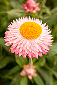Helichrysum bracteatum 'Cottage™ Pink'