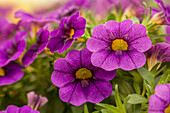 Calibrachoa 'Early Bird™ Lilac'