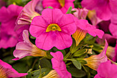 Calibrachoa 'Early Bird™ Pink'