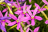 Isotoma axillaris pac® 'Stella Pink'