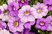Calibrachoa 'Calitastic™ Violet Skies'