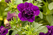 Calibrachoa 'Celebration® Double Blue'