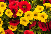 Calibrachoa Calitastic™