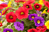 Calibrachoa 'Rio'