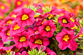 Calibrachoa 'Calibasket™ Bright Eyes'