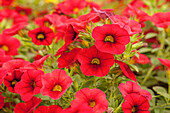 Calibrachoa 'Calibasket™ Racy Red'